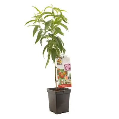 Prunus persica var. nucipersica 'Dwergnectarine Dwarf' (Nectarine) fruitplant 90cm - afbeelding 1