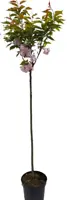 Prunus serrulata 'kanzan' c15 h125 - afbeelding 1