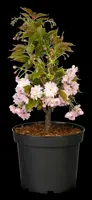 Prunus serrulata 'Kanzan' (Japanse sierkers 'Kanzan') - afbeelding 41