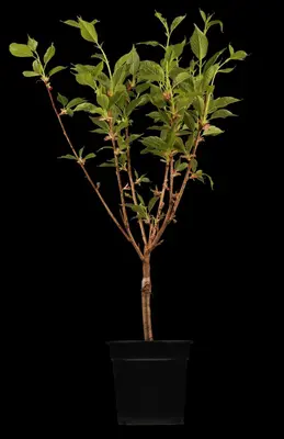 Prunus serrulata 'Kanzan' (Japanse sierkers 'Kanzan') - afbeelding 2