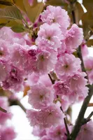 Prunus serrulata 'Kanzan' (Japanse sierkers 'Kanzan') - afbeelding 9