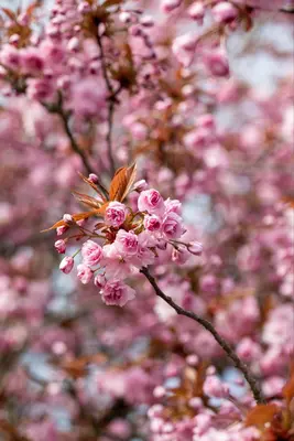Prunus serrulata 'Kanzan' (Japanse sierkers 'Kanzan') - afbeelding 23