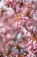 Prunus serrulata 'Kanzan' (Japanse sierkers 'Kanzan') - afbeelding 24
