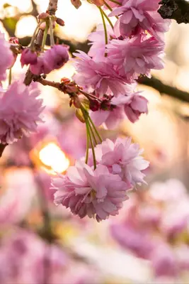 Prunus serrulata 'Kanzan' (Japanse sierkers 'Kanzan') - afbeelding 38