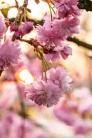 Prunus serrulata 'Kanzan' (Japanse sierkers 'Kanzan') - afbeelding 38
