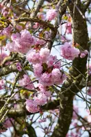 Prunus serrulata 'Kanzan' (Japanse sierkers 'Kanzan') - afbeelding 40