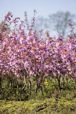 Prunus serrulata 'Kanzan' (Japanse sierkers 'Kanzan') - afbeelding 4
