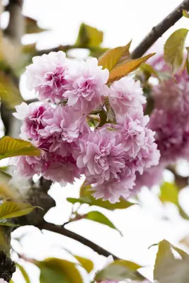Prunus serrulata 'Kanzan' (Japanse sierkers 'Kanzan') - afbeelding 8