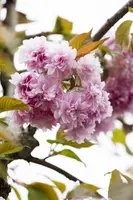Prunus serrulata 'Kanzan' (Japanse sierkers 'Kanzan') - afbeelding 8