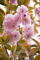 Prunus serrulata 'Kanzan' (Japanse sierkers 'Kanzan') - afbeelding 13