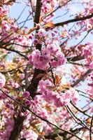 Prunus serrulata 'Kanzan' (Japanse sierkers 'Kanzan') - afbeelding 17