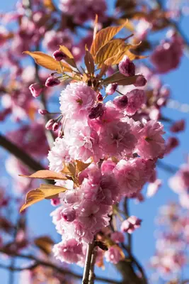 Prunus serrulata 'Kanzan' (Japanse sierkers 'Kanzan') - afbeelding 18