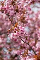 Prunus serrulata 'Kanzan' (Japanse sierkers 'Kanzan') - afbeelding 23