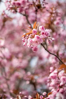 Prunus serrulata 'Kanzan' (Japanse sierkers 'Kanzan') - afbeelding 24