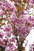 Prunus serrulata 'Kanzan' (Japanse sierkers 'Kanzan') - afbeelding 7