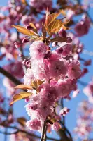 Prunus serrulata 'Kanzan' (Japanse sierkers 'Kanzan') - afbeelding 18