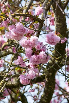 Prunus serrulata 'Kanzan' (Japanse sierkers 'Kanzan') - afbeelding 40
