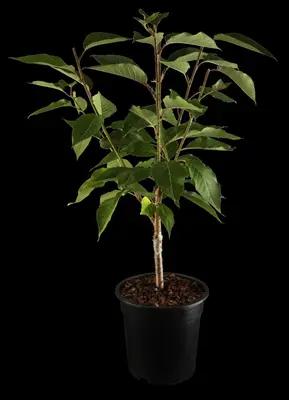 Prunus serrulata 'Kanzan' (Japanse sierkers 'Kanzan') - afbeelding 1