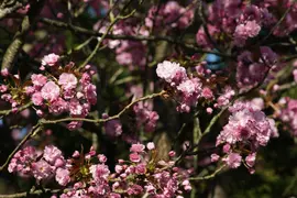 Prunus serrulata 'Kanzan' (Japanse sierkers 'Kanzan') - afbeelding 21