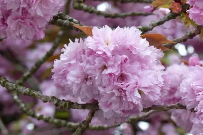 Prunus serrulata 'Kanzan' (Japanse sierkers 'Kanzan') - afbeelding 22