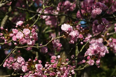 Prunus serrulata 'Kanzan' (Japanse sierkers 'Kanzan') - afbeelding 21