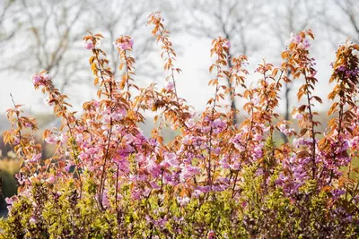 Prunus serrulata 'Kanzan' (Japanse sierkers 'Kanzan') - afbeelding 5