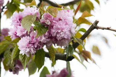 Prunus serrulata 'Kanzan' (Japanse sierkers 'Kanzan') - afbeelding 6