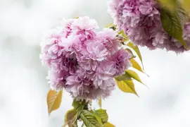 Prunus serrulata 'Kanzan' (Japanse sierkers 'Kanzan') - afbeelding 10