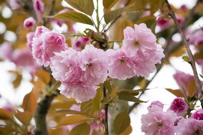 Prunus serrulata 'Kanzan' (Japanse sierkers 'Kanzan') - afbeelding 11
