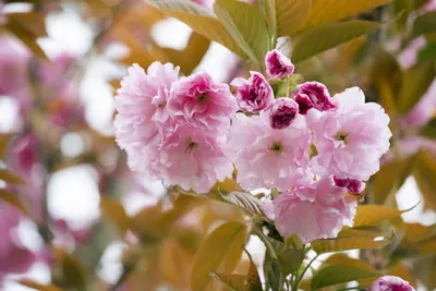 Prunus serrulata 'Kanzan' (Japanse sierkers 'Kanzan') - afbeelding 16