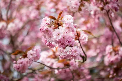 Prunus serrulata 'Kanzan' (Japanse sierkers 'Kanzan') - afbeelding 25