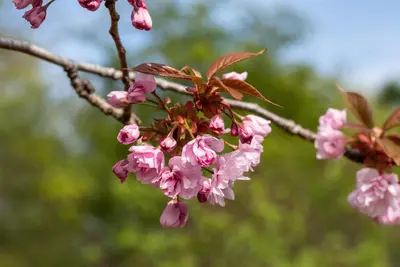Prunus serrulata 'Kanzan' (Japanse sierkers 'Kanzan') - afbeelding 28