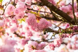 Prunus serrulata 'Kanzan' (Japanse sierkers 'Kanzan') - afbeelding 32