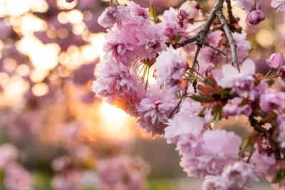 Prunus serrulata 'Kanzan' (Japanse sierkers 'Kanzan') - afbeelding 33