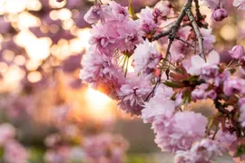 Prunus serrulata 'Kanzan' (Japanse sierkers 'Kanzan') - afbeelding 33