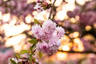 Prunus serrulata 'Kanzan' (Japanse sierkers 'Kanzan') - afbeelding 36