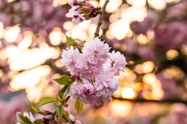 Prunus serrulata 'Kanzan' (Japanse sierkers 'Kanzan') - afbeelding 36