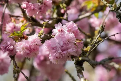 Prunus serrulata 'Kanzan' (Japanse sierkers 'Kanzan') - afbeelding 39