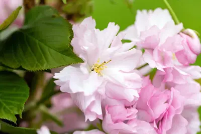 Prunus serrulata 'Kanzan' (Japanse sierkers 'Kanzan') - afbeelding 43
