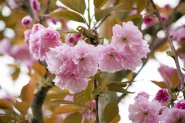 Prunus serrulata 'Kanzan' (Japanse sierkers 'Kanzan') - afbeelding 11