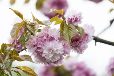 Prunus serrulata 'Kanzan' (Japanse sierkers 'Kanzan') - afbeelding 12
