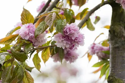 Prunus serrulata 'Kanzan' (Japanse sierkers 'Kanzan') - afbeelding 14
