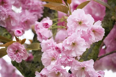 Prunus serrulata 'Kanzan' (Japanse sierkers 'Kanzan') - afbeelding 15