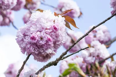 Prunus serrulata 'Kanzan' (Japanse sierkers 'Kanzan') - afbeelding 19
