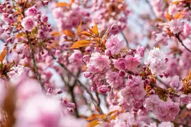 Prunus serrulata 'Kanzan' (Japanse sierkers 'Kanzan') - afbeelding 26