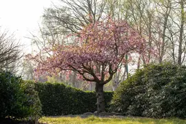 Prunus serrulata 'Kanzan' (Japanse sierkers 'Kanzan') - afbeelding 29