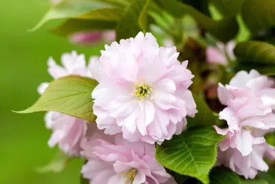 Prunus serrulata 'Kanzan' (Japanse sierkers 'Kanzan') - afbeelding 42