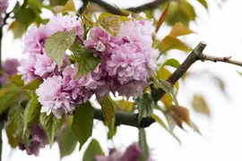 Prunus serrulata 'Kanzan' (Japanse sierkers 'Kanzan') - afbeelding 6