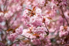 Prunus serrulata 'Kanzan' (Japanse sierkers 'Kanzan') - afbeelding 25