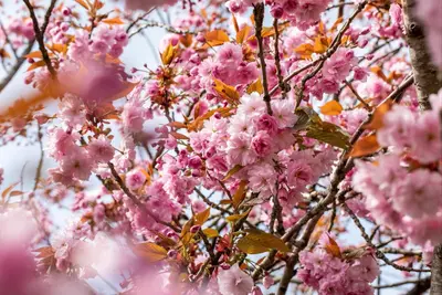 Prunus serrulata 'Kanzan' (Japanse sierkers 'Kanzan') - afbeelding 27